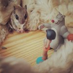 하늘다람쥐 두루와 뭉실이 베스트샷 공개