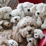 인형과 친구가 된 <b>반려</b><b>동물</b>들