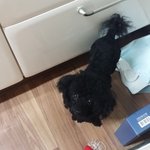 다시 돌아온 못난이 3남매네~