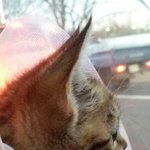 [건빵이] 건빵 3개와 버려진 아기고양이 5편