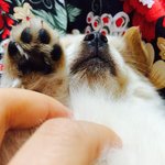 [강아지] 우리집 똥강아지 쿨쿨이 3