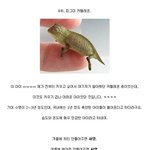 [강아지] 키우기 쉽지 않은 <b>애완</b>동물들