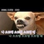 [EXO] 뉴비애들아들어와봐 진짜 이상한거아니고