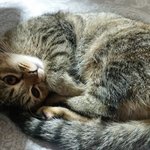 빵꼬네 8