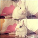 <<b>토끼</b>> 또치를 소개합니다^.~