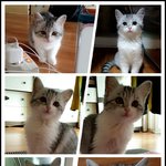 울 냥이 <b>종이</b> 뭘까요