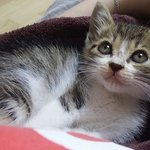 [고양이] 나도 냥줍, 길고양이 가족이 되다.