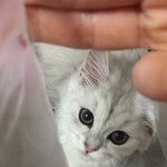 [고양이] 내가 바로 부산의 김<b>모찌</b>로소이다!