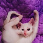 [반려<b>동물</b>] 구의역 근처 <b>동물</b> 분양샾... 반려<b>동물</b>을 파는 곳인지...