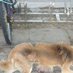 [도와주세요] 머리크기만한 혹을 달고다니는강아지..