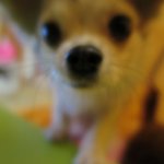 [왕귀비비] 비비왔어요 <b>띠용</b>