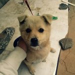 <b>사막</b>여우 같은 우리 똘또리 또리