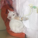 전염병 걸린 고양이를 파는 구의역 *하우스 분양업체