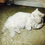 [고양이] 인천서구 신현동에서 페르시안고양이 잃어버리신분!!  고양이가...