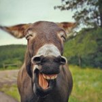 [추억파리여] 행복한 미소를 머금은 <b>동물</b>들