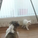 [고양이] 새식구 길냥이시호^^