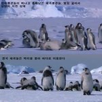 [EXO] <b>남극</b>의일진 아델리펭귄ㅋㄱㅋㅋㅋㄱㅋㅋㄱㄱㄲ