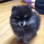 [강아지] 1년된 블랙탄 포메라니안~ 성장기!