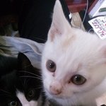 [도와주세요] 고양이가 없어졌어요..ㅜㅜㅜ