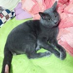 [EXO] 친구네 고양인데 얘 존나 <b>도도</b>함