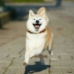 [EXO] 위1너팬들 행동 노이해