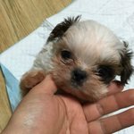 땅속에 파묻혔다 구조된 뭉치에요