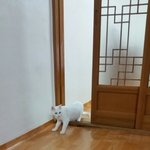 <b>내새</b>키 두부 소개해요