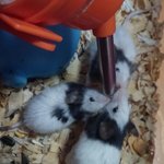 [여러<b>동물</b>들] 너네들은 무슨 애완<b>동물</b>키워?