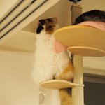 [유봉이네] 고소공포증이 있는 고양이(유봉이네)