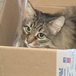 [EXO] 시발 하다못해 고양이도 인천<b>보육</b>교사