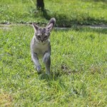 [아배붑] 자취남과 고양이들의 <b>무료</b>한 일상 ㅋㅋ