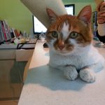 [입양임보] 동아 입양처,<b>임보처</b>좀 알아볼 수 있을까요..(수정)