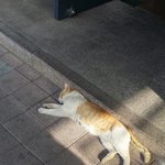 오늘도 잔다... <b>야옹</b>