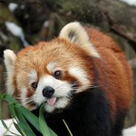 레서 <b>판다</b>의 치명적인 귀여움