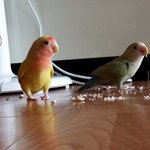 [앵무새] 우리 또식이가 알을 낳았어요!!