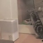 [배꼽조심] <b>수증기</b>를 처음 본 고양이