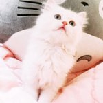 [EXO] 우리집고양이존나귀여움
