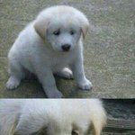 [EXO] 근데 서버<b>폭주</b>되면 어떡함?