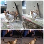 귀엽고 애교많은 삼색이 모모가  가족을 기다리고 있어요 (입양<b>완료</b>)