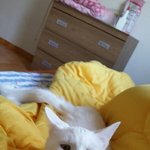 <b>두부</b>와 초보집사의 소소한일상??