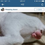 한번만 봐주세요!! <b>동물</b>농장 사평이 학대