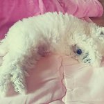 [강아지] +)애견분양샵 영점*프* 의 만행