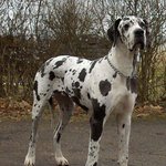 마음만은 소형견인 초대형 반려<b>견들</b>