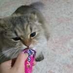 [<b>봉봉</b>이네] <b>봉봉</b>이를 소개합니다 네번째!