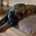 [반려견] 나의 사랑 나의 <b>진저</b>(생강이)