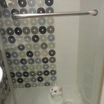 [<b>롯</b>츠] [<b>롯</b>츠] 장난꾸러기 하얀 고양이 일상 5