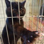 다리가 골절된 블랙냥이의 수술비를 위한 서명 부탁드립니다!!