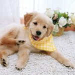 골든리트리버 <b>보리</b>의 꼬꼬마시절