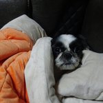 사랑스러운 우리 <b>호동</b>이