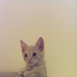 [개냥이] 버터와 츄이